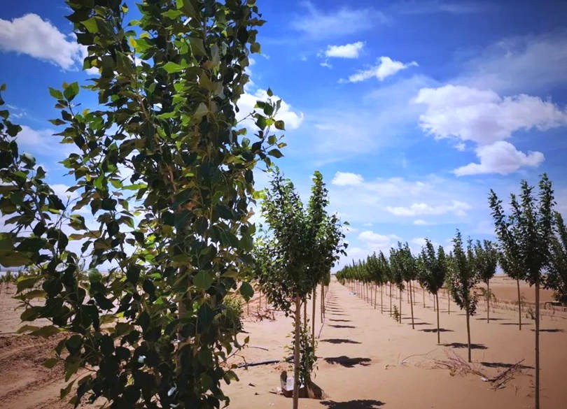Plant-A-Tree